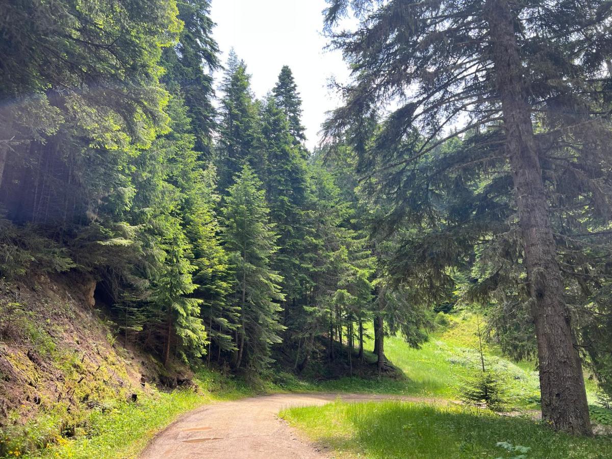 Arboro Flora Residence Studio Borowec Zewnętrze zdjęcie